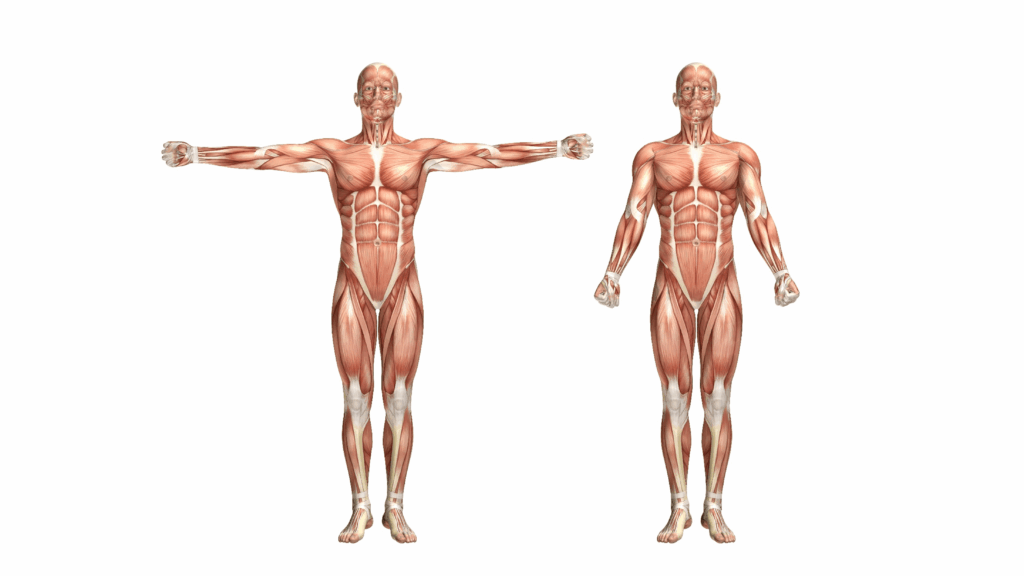 Learn the fundamentals of muscle health and its vital role in overall body function.