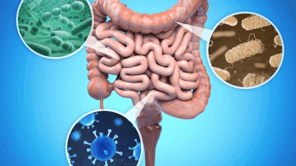 The Link Between Gut Health and Sugar Cravings